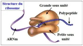Expression de l’information génétique
